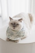 TOILE BIB